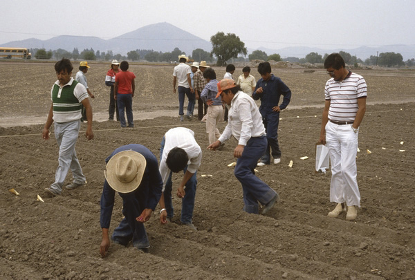 19870600_01-cimmyt-mexique.jpg