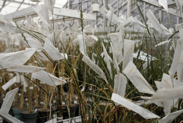 19870600_03-cimmyt-mexique.jpg