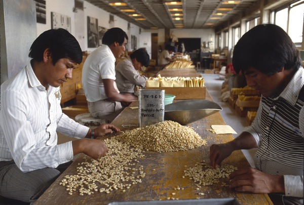 19870600_08-cimmyt-mexique.jpg