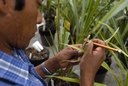 19870600_02-cimmyt-mexique.jpg
