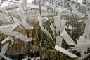 19870600_03-cimmyt-mexique.jpg