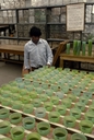 19870600_07-cimmyt-mexique.jpg