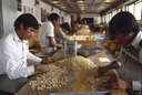 19870600_08-cimmyt-mexique.jpg